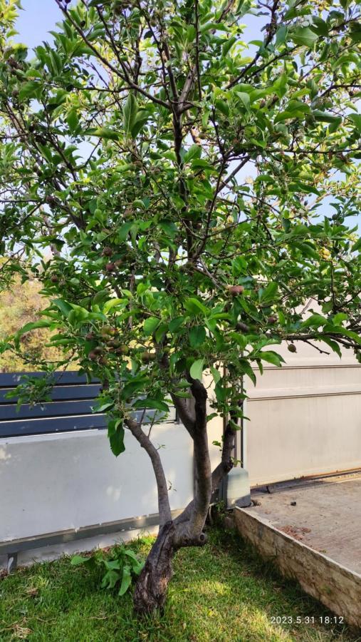 Urbi Garden Διαμέρισμα Αρτέμιδα Εξωτερικό φωτογραφία